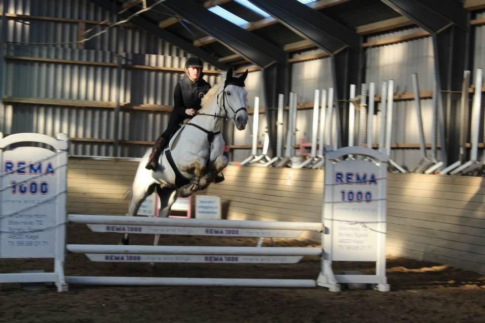 Polsk Varmblod Gaviano  billede 7