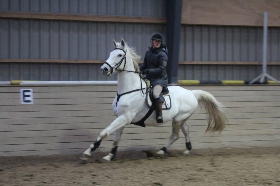 Polsk Varmblod Gaviano  billede 6