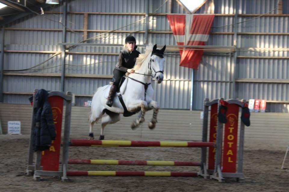 Polsk Varmblod Gaviano  billede 8