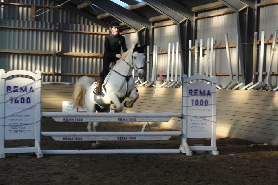 Polsk Varmblod Gaviano  billede 9