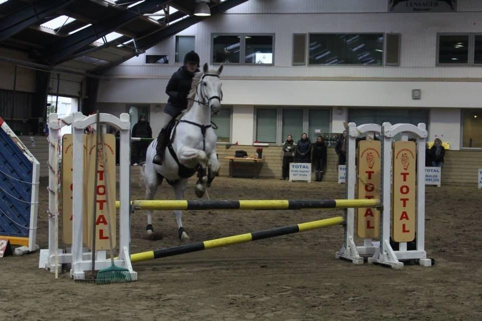 Polsk Varmblod Gaviano  billede 10