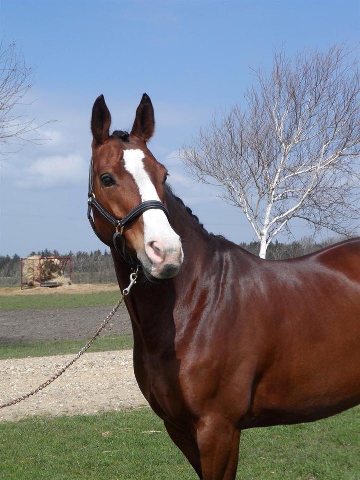 Dansk Varmblod Lady Dancer - Lady Dancer  billede 2