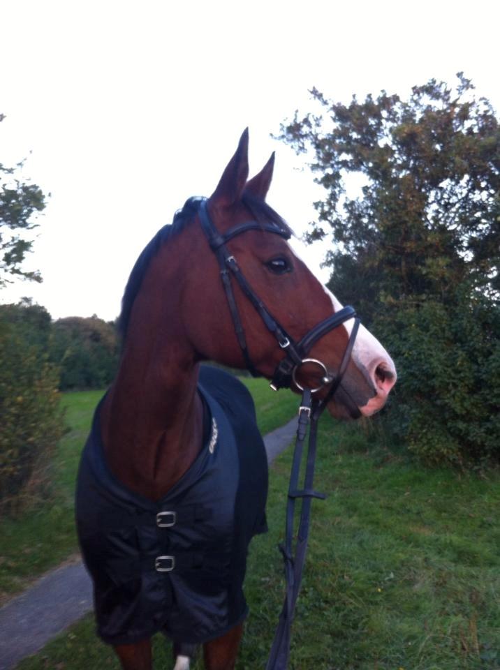 Dansk Varmblod Lady Dancer - På tur i Tjæreborg. billede 3