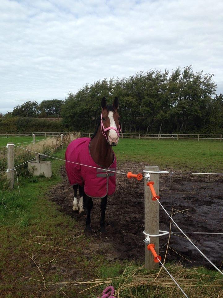 Dansk Varmblod Lady Dancer billede 4