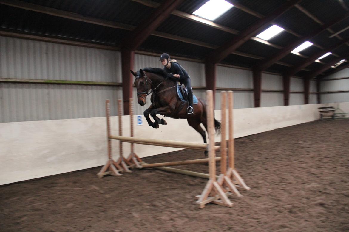 Dansk Varmblod Krogagers Cilla - 2. gang jeg var ude at prøve hende. billede 17
