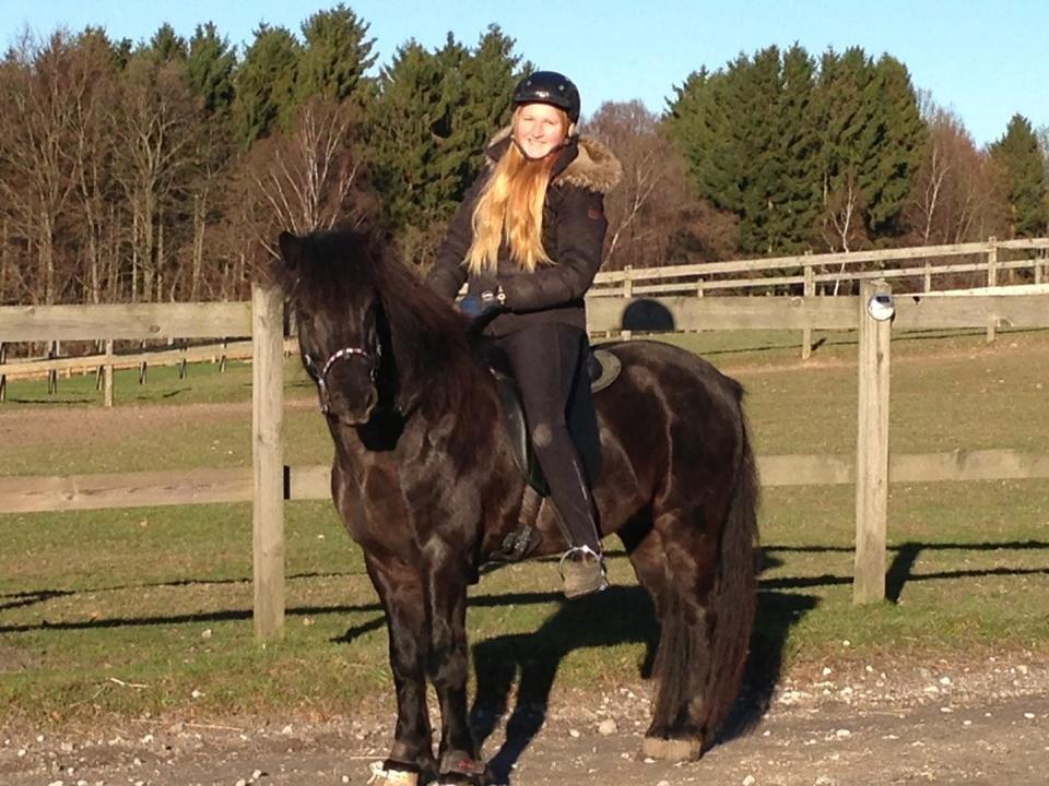 Islænder Kolfaxi fra Lilleheden - På vej i skoven i november solen! billede 10