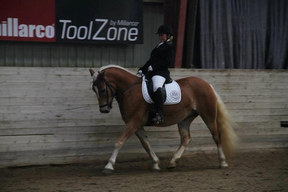 Haflinger Sandy Van De Lohöfte - Til vores første stævne billede 6