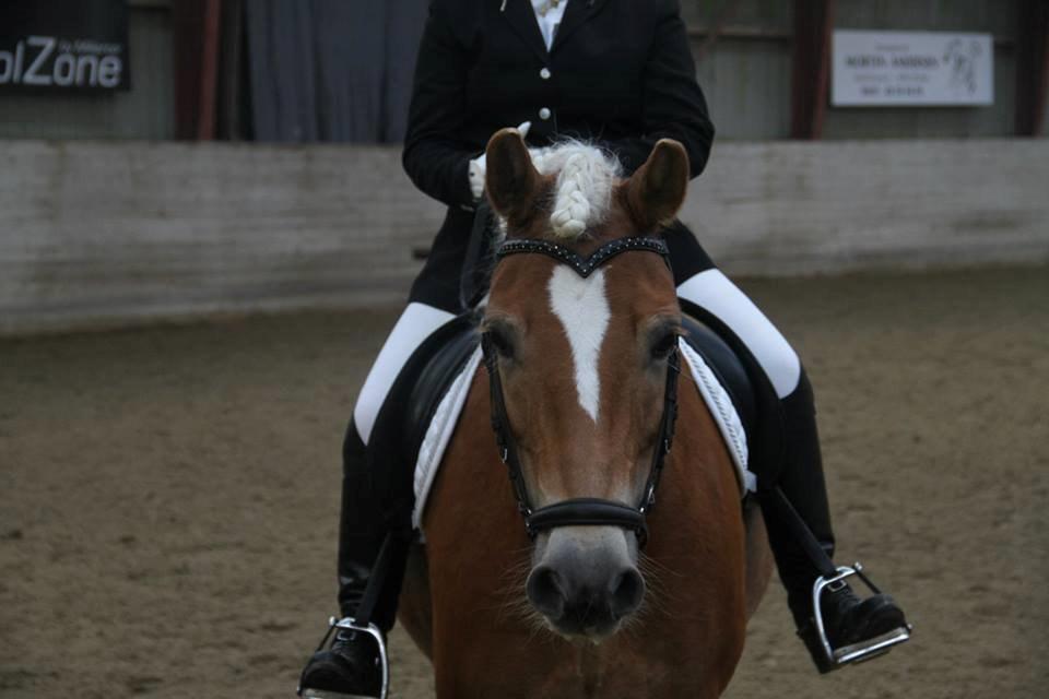 Haflinger Sandy Van De Lohöfte billede 2