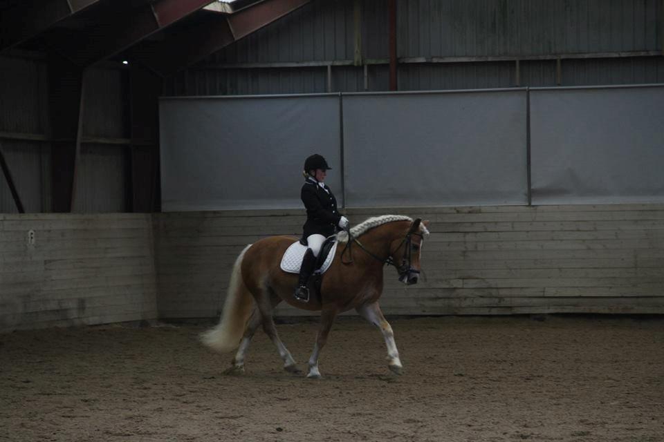 Haflinger Sandy Van De Lohöfte billede 3