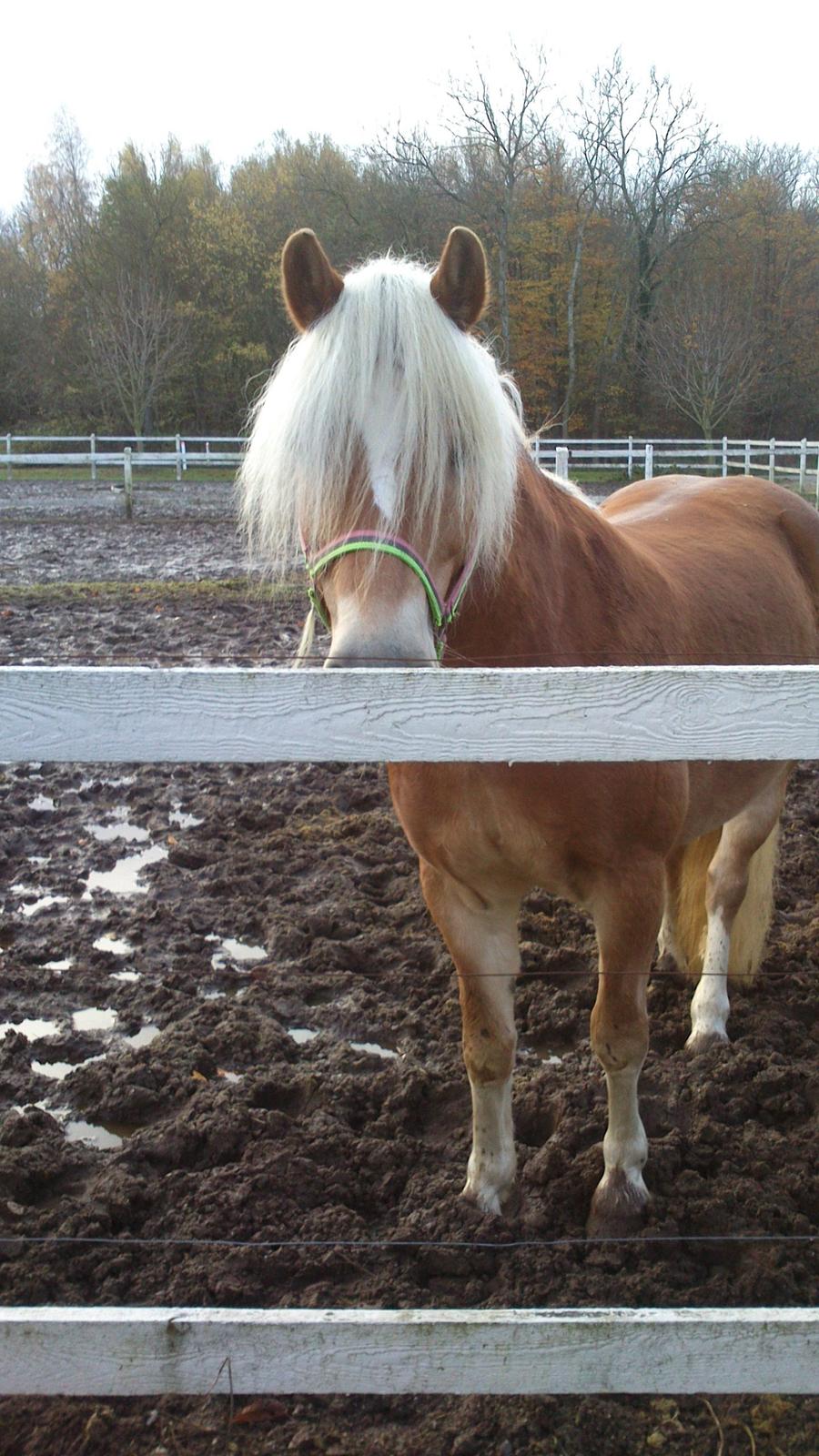 Haflinger Sandy Van De Lohöfte billede 4