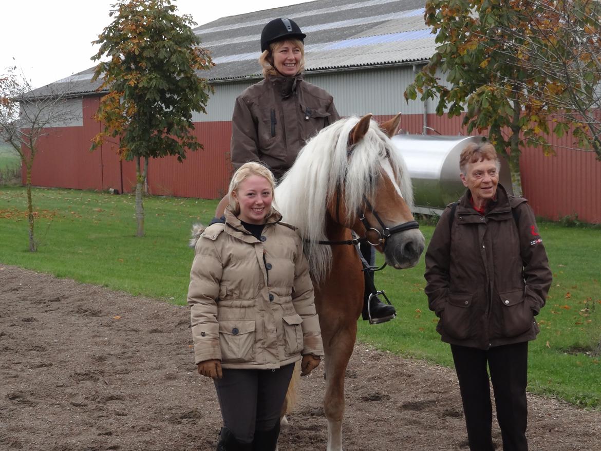 Haflinger Sandy Van De Lohöfte billede 13
