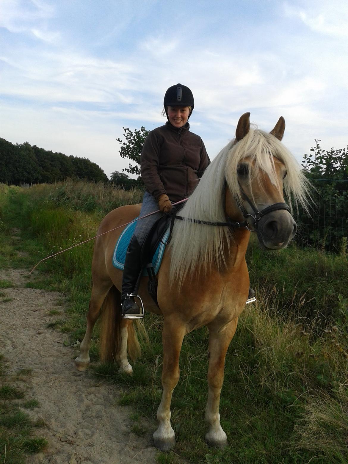 Haflinger Sandy Van De Lohöfte billede 5