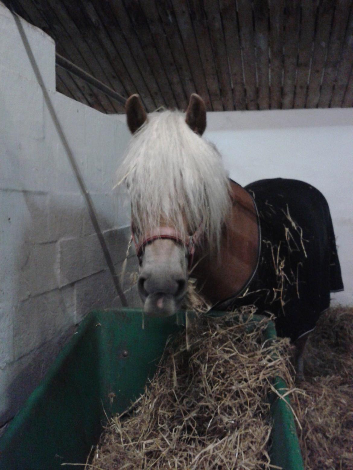 Haflinger Sandy Van De Lohöfte billede 7
