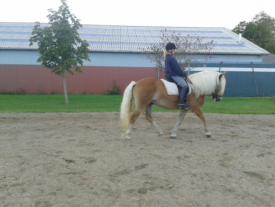 Haflinger Sandy Van De Lohöfte billede 8