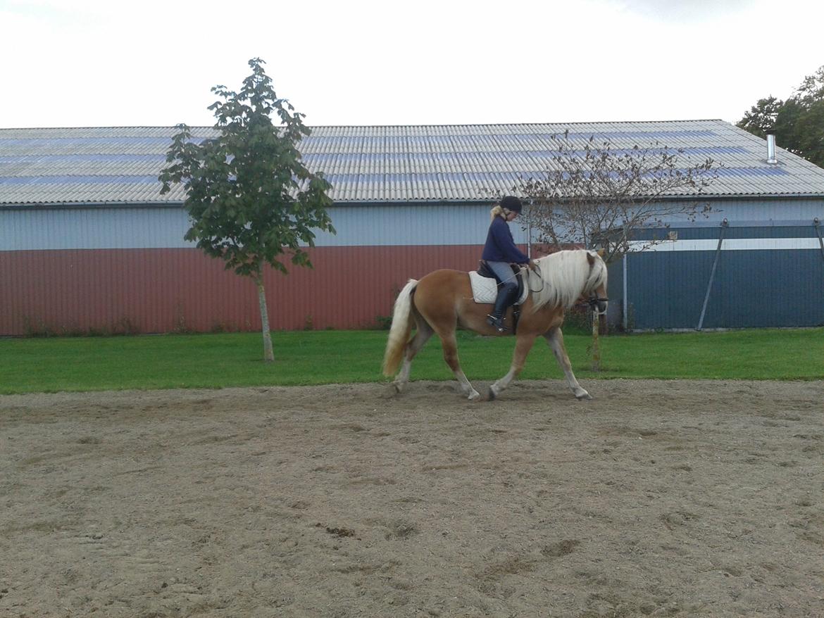 Haflinger Sandy Van De Lohöfte billede 9