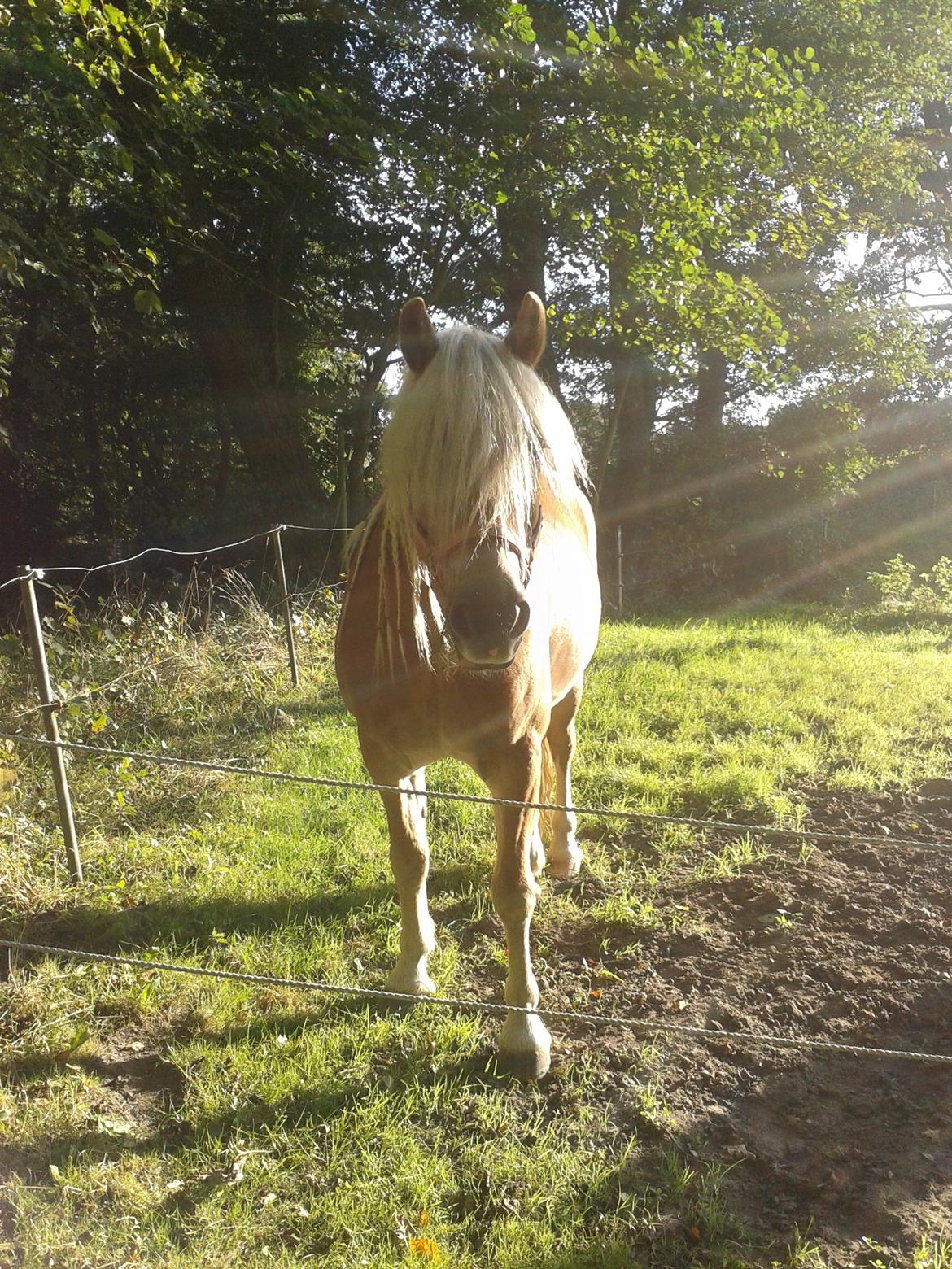 Haflinger Sandy Van De Lohöfte billede 10