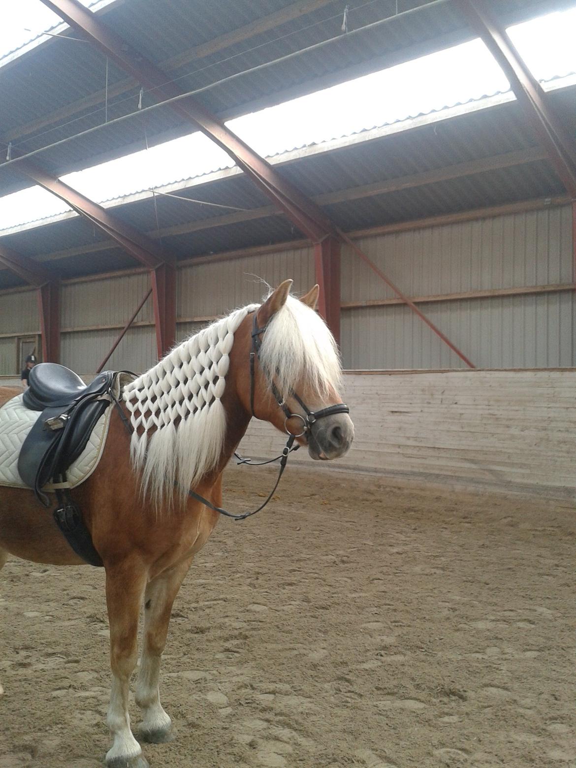 Haflinger Sandy Van De Lohöfte billede 11