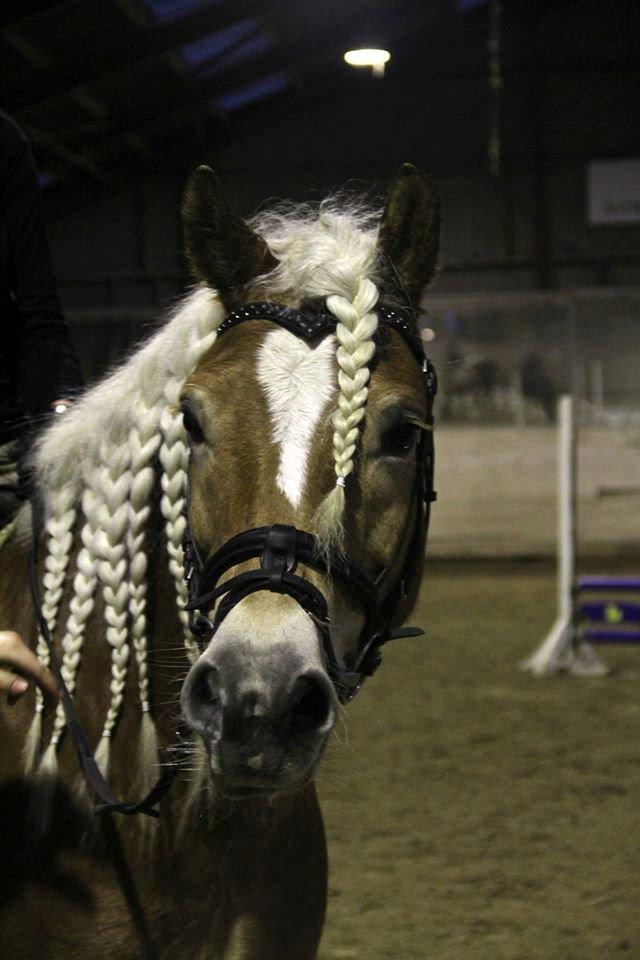 Haflinger Sandy Van De Lohöfte billede 14