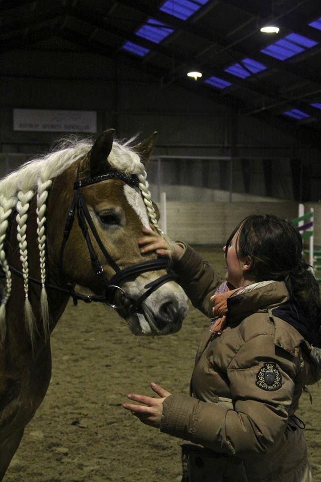 Haflinger Sandy Van De Lohöfte billede 15