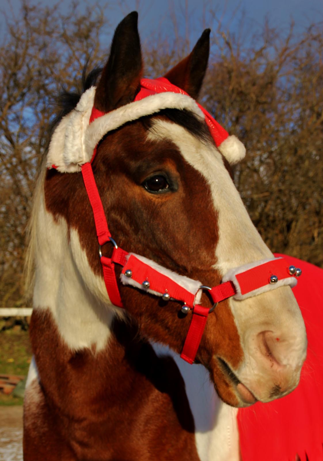 Pinto Alfons Åberg - 8.12.13 Julehesten :) billede 17