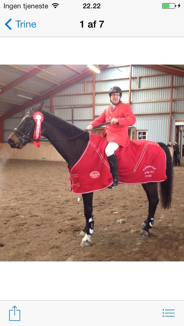 Dansk Varmblod caron(lånehest) billede 10