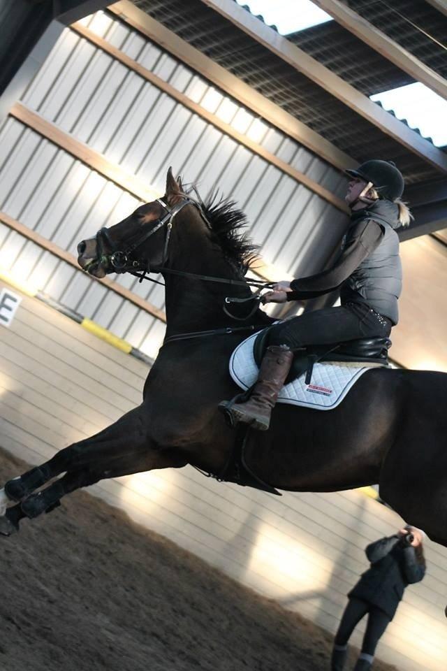 Dansk Varmblod Valløs Lexion billede 23