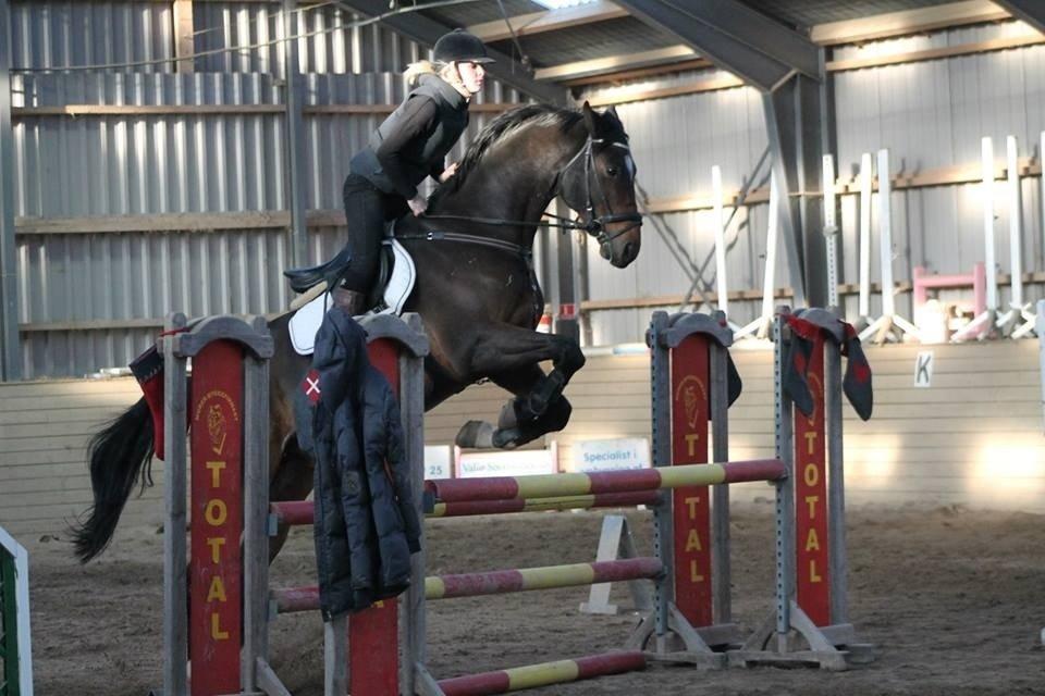 Dansk Varmblod Valløs Lexion billede 24