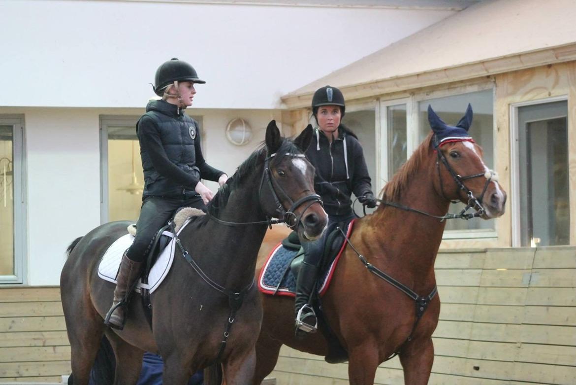 Dansk Varmblod Valløs Lexion billede 25