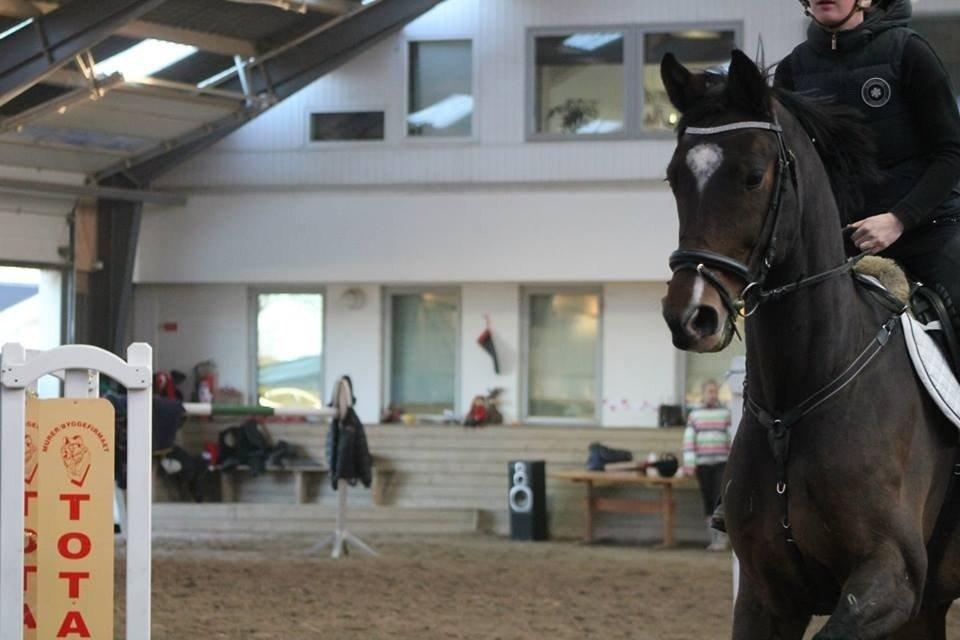 Dansk Varmblod Valløs Lexion billede 26