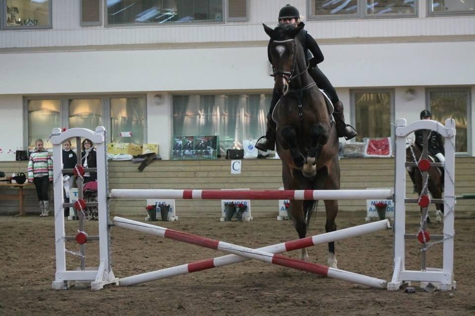 Dansk Varmblod Valløs Lexion billede 27