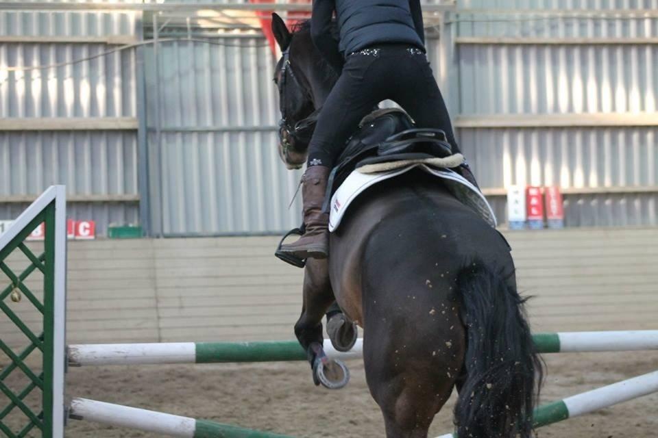 Dansk Varmblod Valløs Lexion billede 28