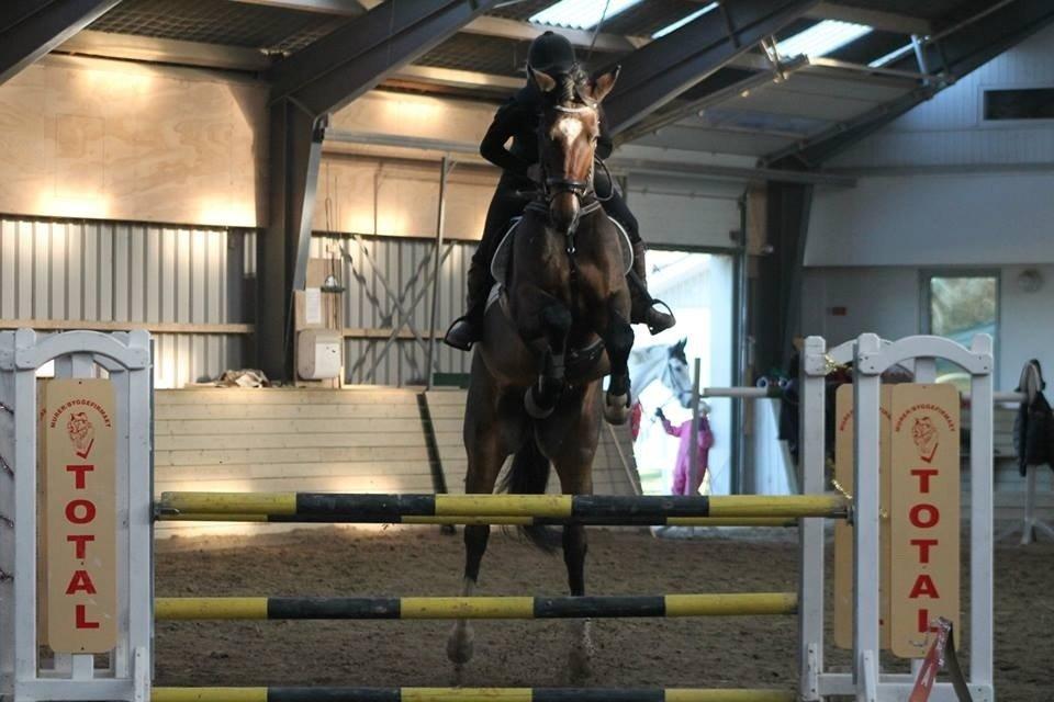 Dansk Varmblod Valløs Lexion billede 29