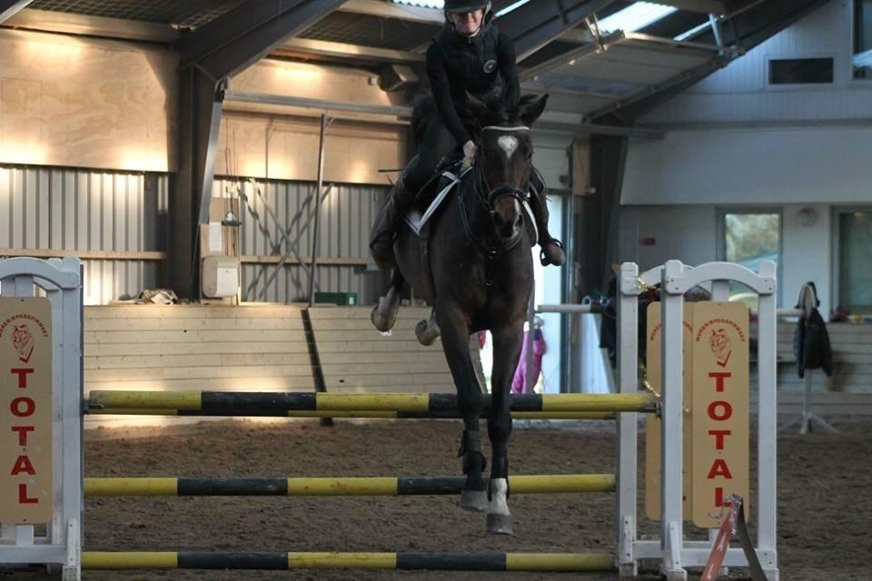 Dansk Varmblod Valløs Lexion billede 30