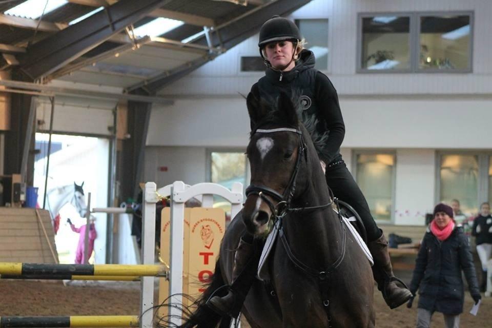 Dansk Varmblod Valløs Lexion billede 31