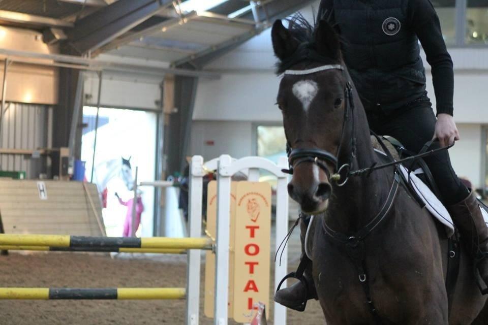 Dansk Varmblod Valløs Lexion billede 32