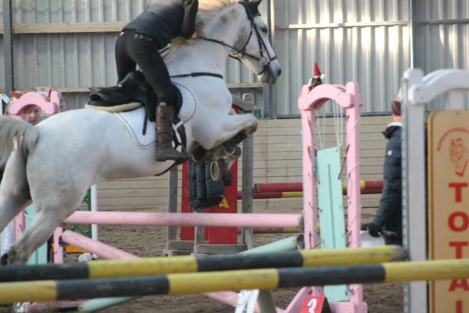 Polsk Varmblod Gaviano  billede 11