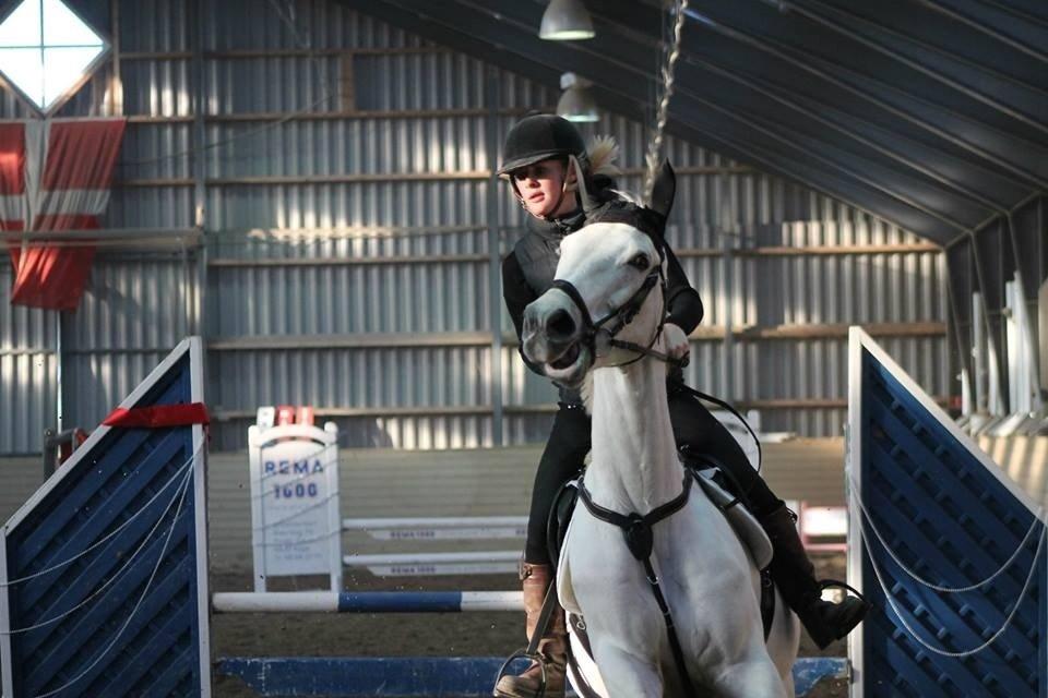 Polsk Varmblod Gaviano  billede 12