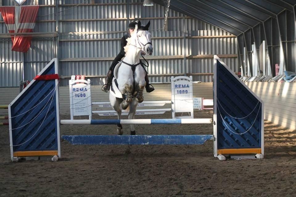 Polsk Varmblod Gaviano  billede 13