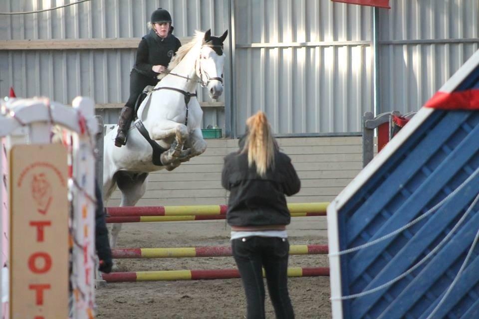 Polsk Varmblod Gaviano  billede 14