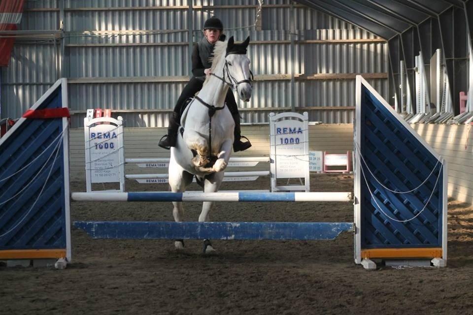 Polsk Varmblod Gaviano  billede 15