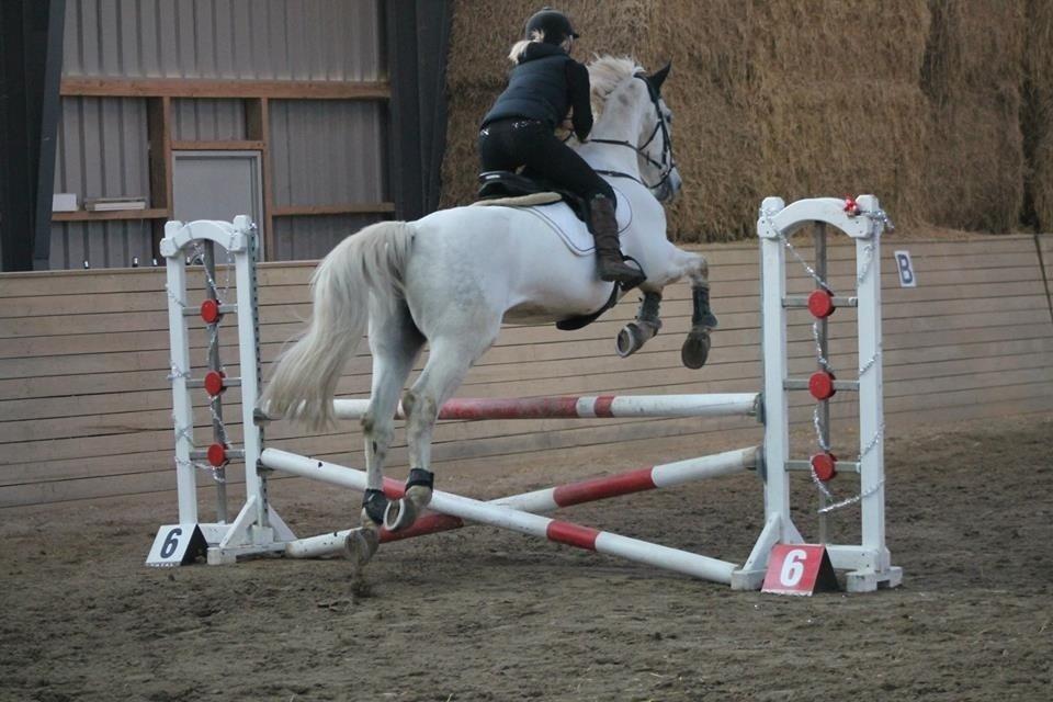 Polsk Varmblod Gaviano  billede 16