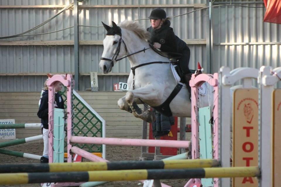 Polsk Varmblod Gaviano  billede 17