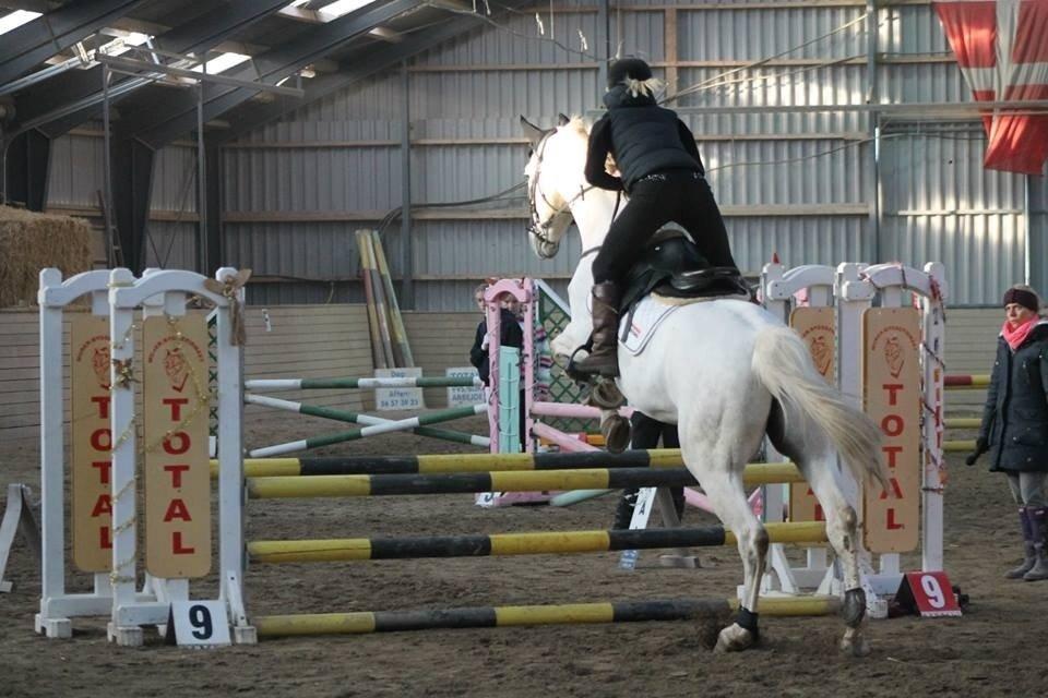 Polsk Varmblod Gaviano  billede 18