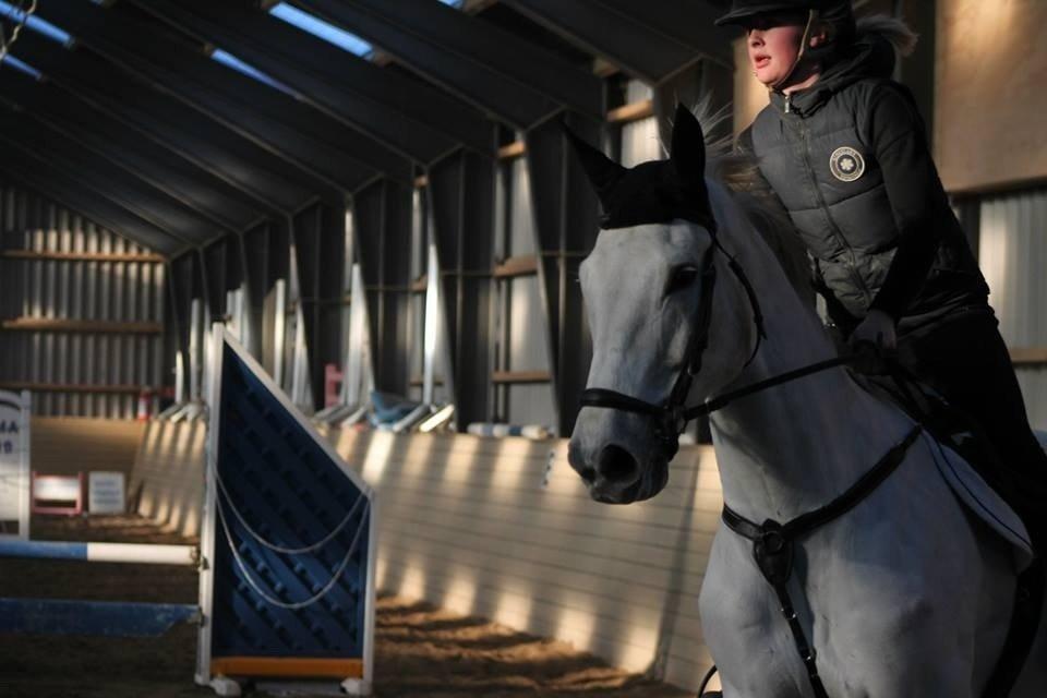 Polsk Varmblod Gaviano  billede 19