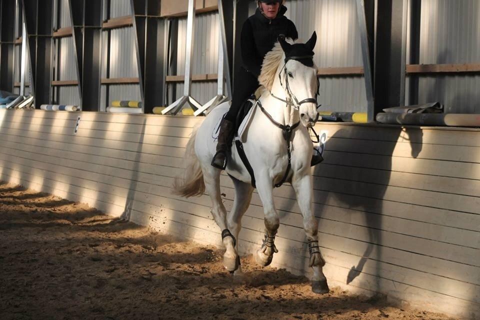 Polsk Varmblod Gaviano  billede 20