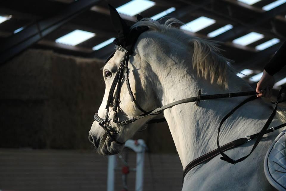 Polsk Varmblod Gaviano  billede 23