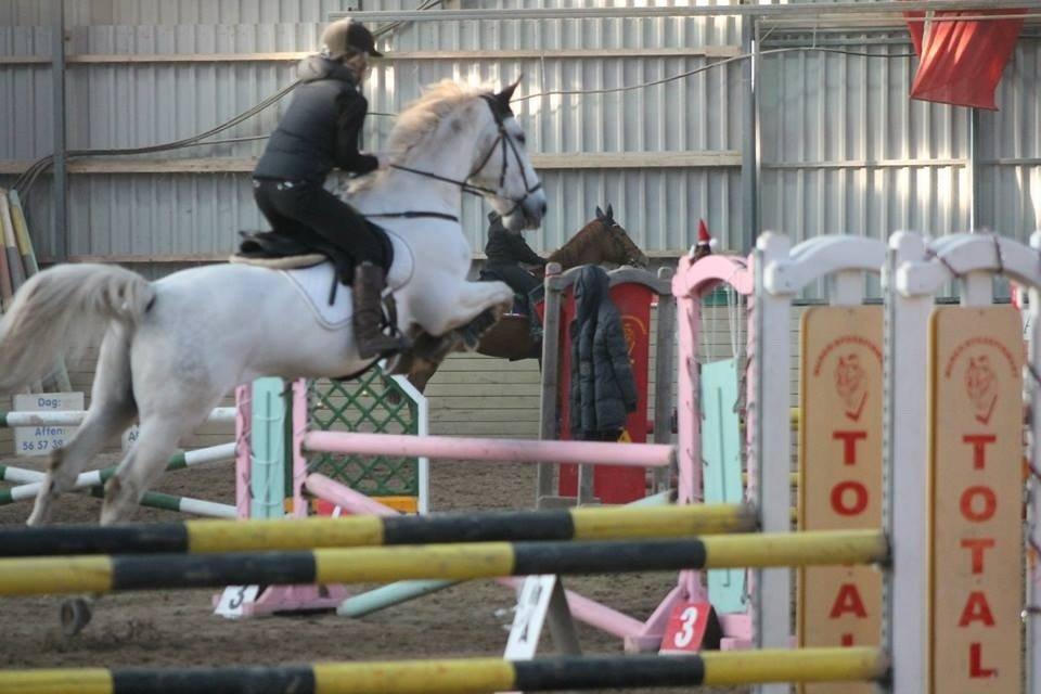 Polsk Varmblod Gaviano  billede 24