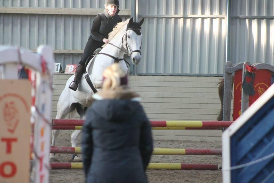 Polsk Varmblod Gaviano  billede 25