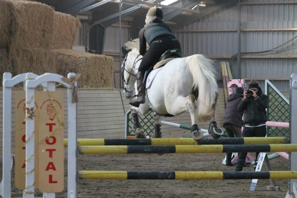 Polsk Varmblod Gaviano  billede 26