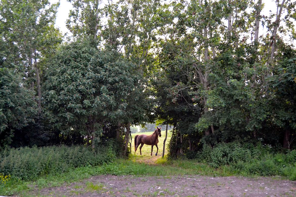 Dansk Varmblod Grøndalgaard's Mon Cherie - min eventyrs hest <3 billede 4